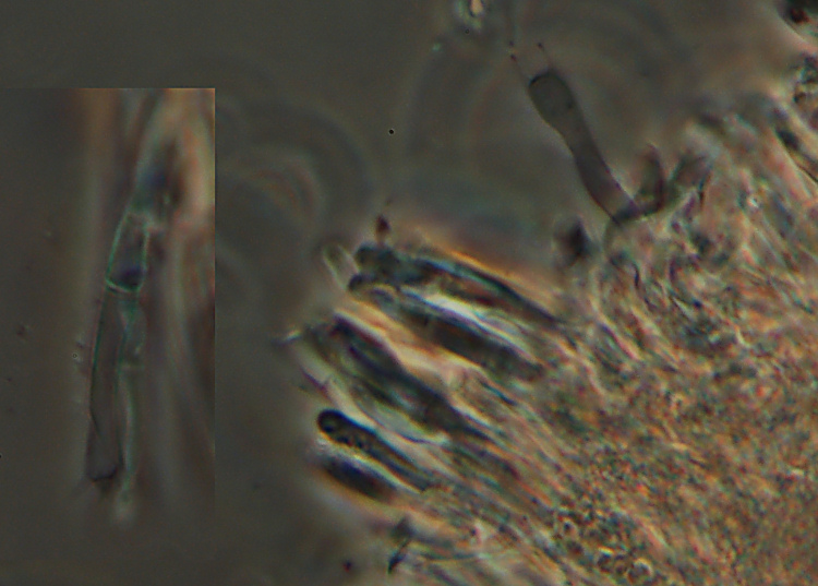 Una Crosta da studiare - foto 0423 (Phanerochaete sordida)